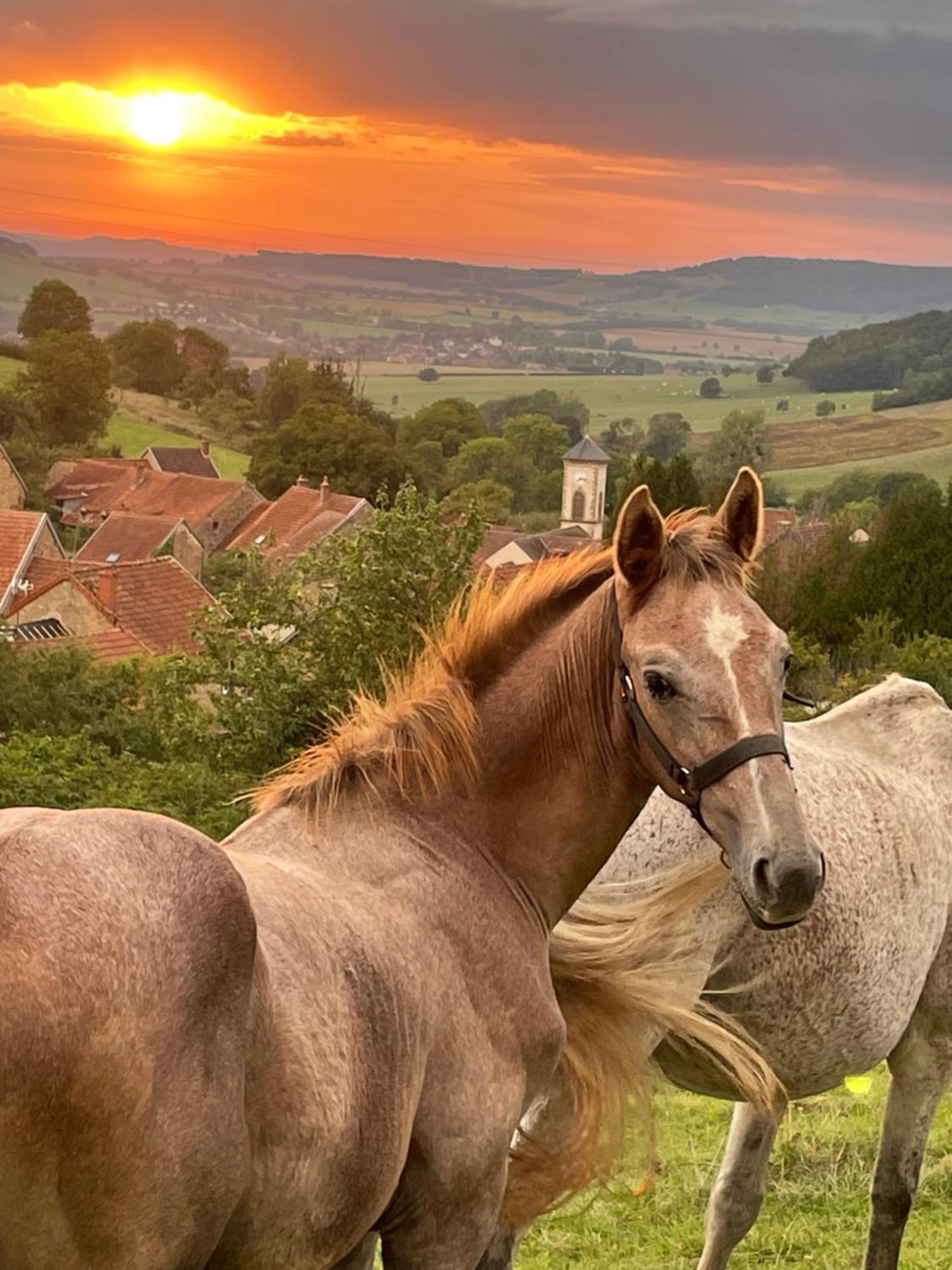 La Petite Maison Dans La Campagne Massingy-les-Vitteaux Екстер'єр фото